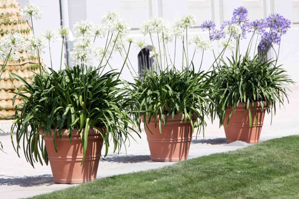 Afriške lilije z belimi in vijoličnimi cvetovi