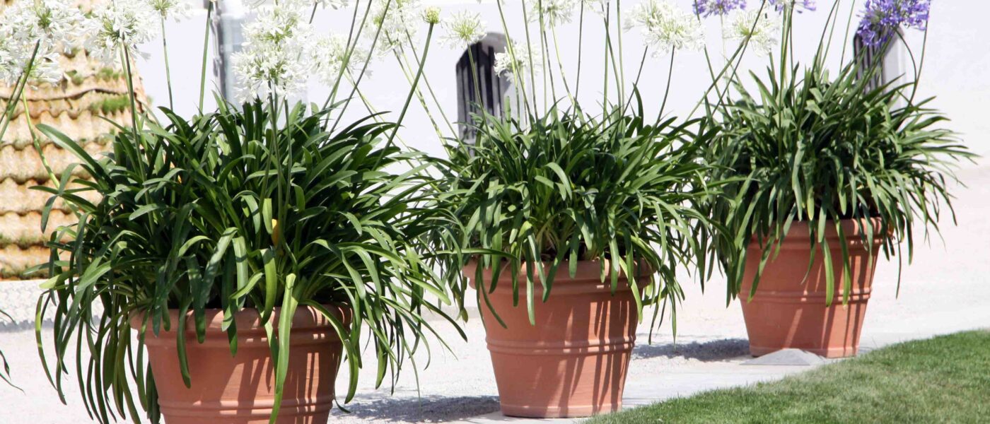 Afriške lilije z belimi in vijoličnimi cvetovi