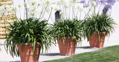 Afriške lilije z belimi in vijoličnimi cvetovi