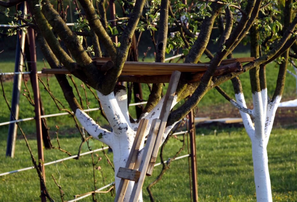 Beljenje sadnih dreves do višine krošnje