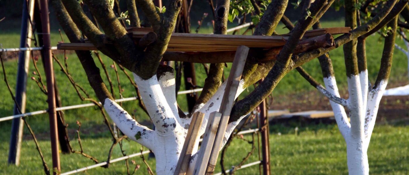 Beljenje sadnih dreves do višine krošnje