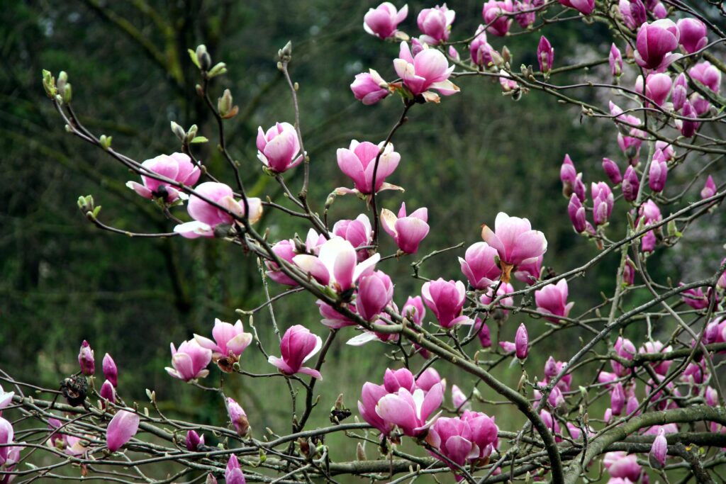 Cvetovi magnolij polepšajo tudi manjši senčni prostor