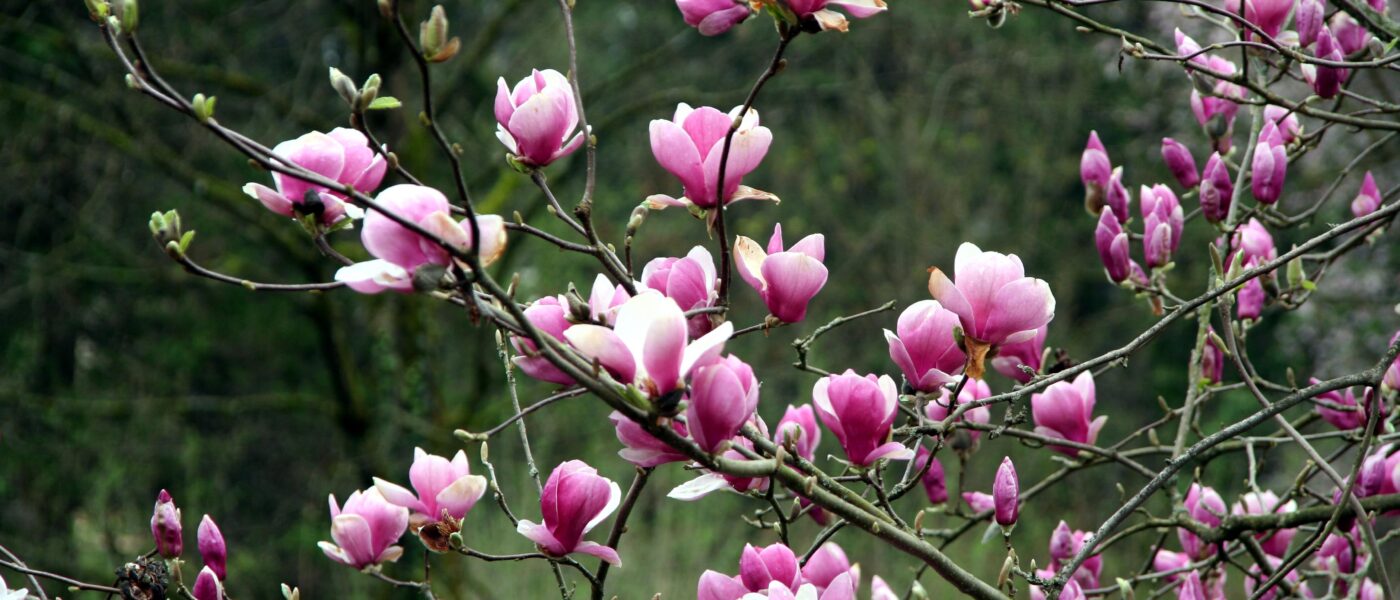 Cvetovi magnolij polepšajo tudi manjši senčni prostor