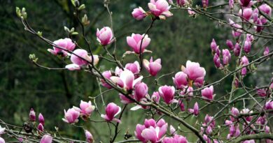 Cvetovi magnolij polepšajo tudi manjši senčni prostor