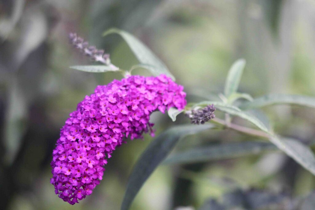 Davidova budleja ali metuljnik (Buddleja davidii), s škrlatno rdečimi cvetovi
