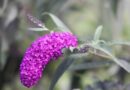 Davidova budleja ali metuljnik (Buddleja davidii), s škrlatno rdečimi cvetovi