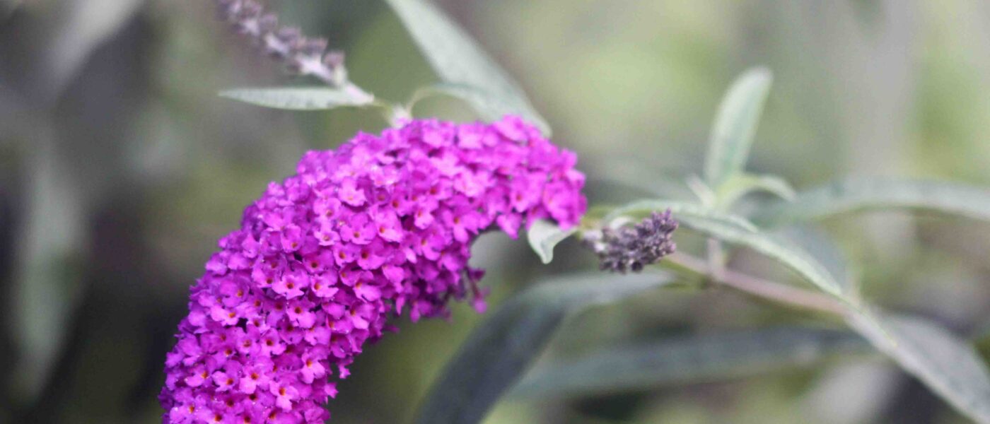 Davidova budleja ali metuljnik (Buddleja davidii), s škrlatno rdečimi cvetovi