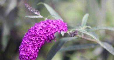 Davidova budleja ali metuljnik (Buddleja davidii), s škrlatno rdečimi cvetovi