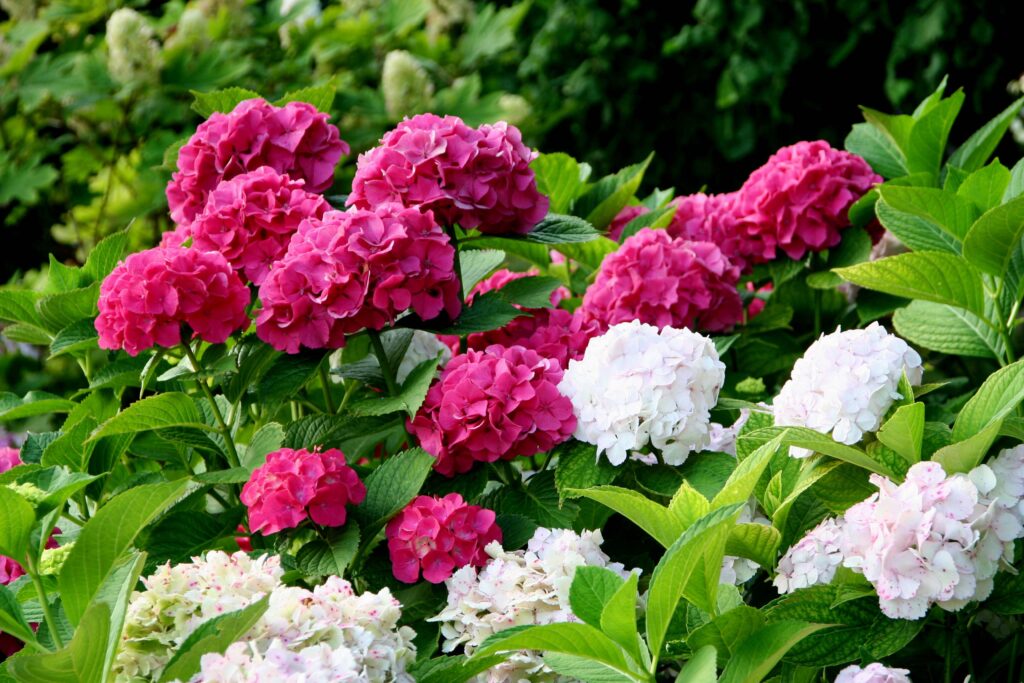 Hortenzije (Hydrangea macrophylla) so precej nezahtevne okrasne grmovnice, priljubljene zaradi velikih, živobarvnih cvetov