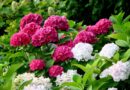Hortenzije (Hydrangea macrophylla) so precej nezahtevne okrasne grmovnice, priljubljene zaradi velikih, živobarvnih cvetov
