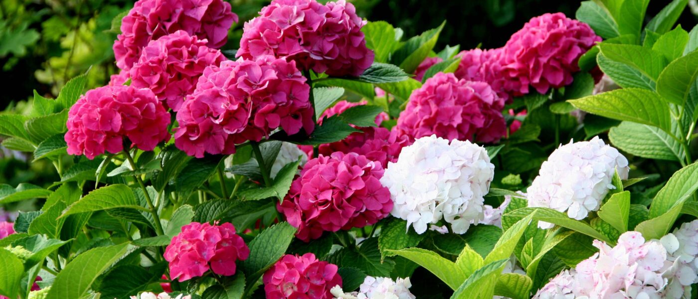 Hortenzije (Hydrangea macrophylla) so precej nezahtevne okrasne grmovnice, priljubljene zaradi velikih, živobarvnih cvetov