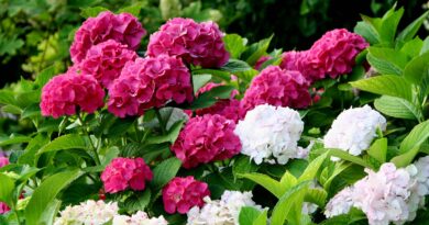 Hortenzije (Hydrangea macrophylla) so precej nezahtevne okrasne grmovnice, priljubljene zaradi velikih, živobarvnih cvetov