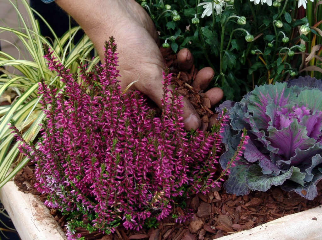 Jesenski nasad v cvetlični posodi