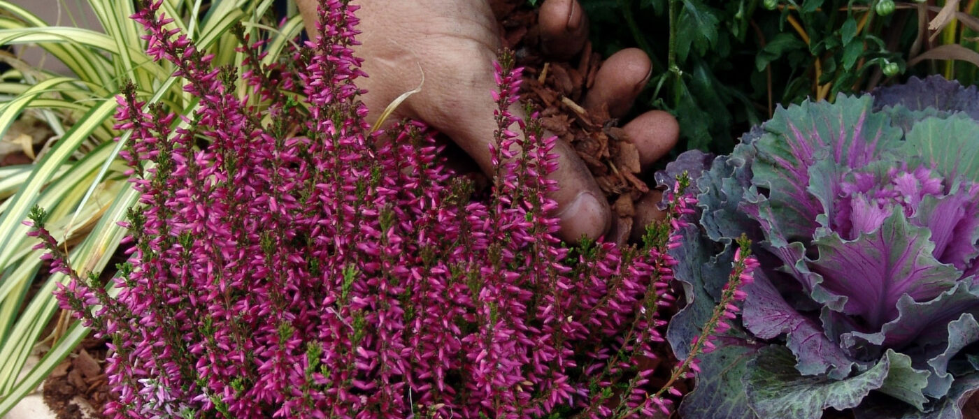 Jesenski nasad v cvetlični posodi