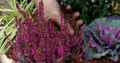 Jesenski nasad v cvetlični posodi