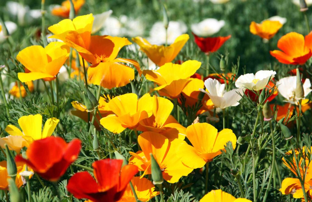 Kalifornijski mak (Eschscholzia californica)