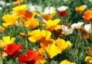 Kalifornijski mak (Eschscholzia californica)