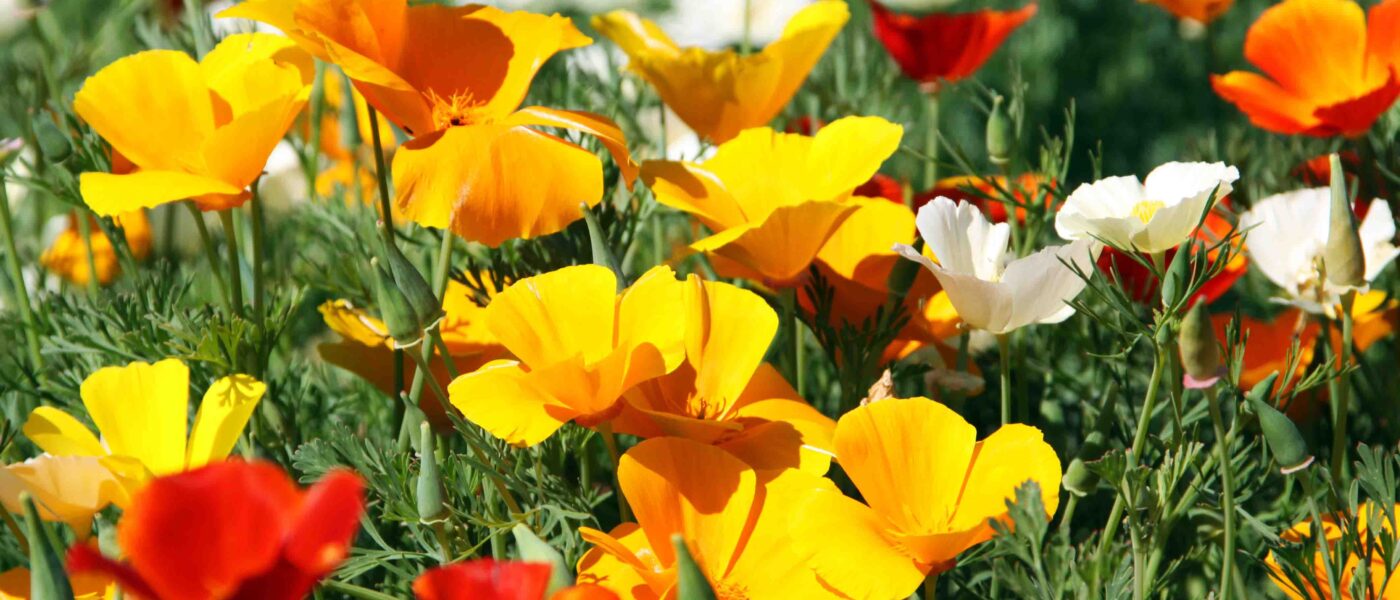 Kalifornijski mak (Eschscholzia californica)