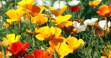 Kalifornijski mak (Eschscholzia californica)