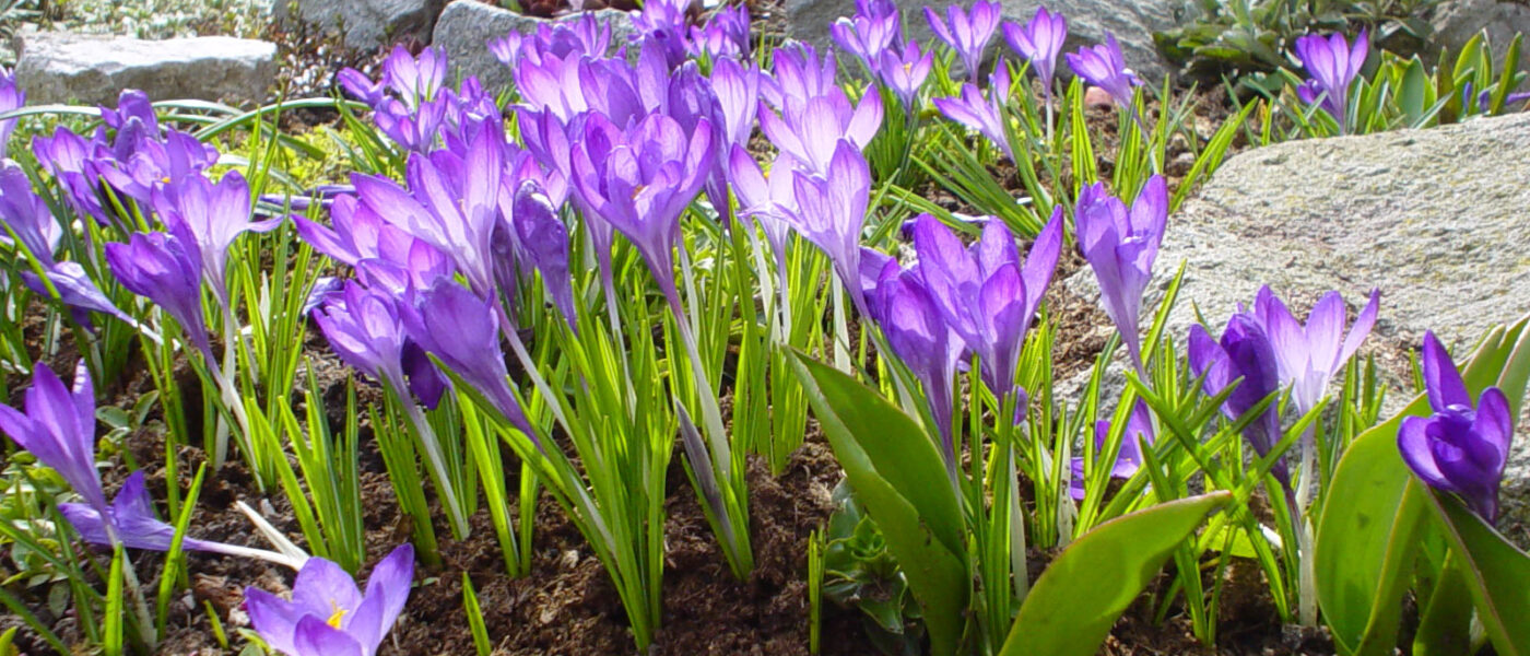 Krokosi ali žafrani so zgodaj cvetoče čebulice