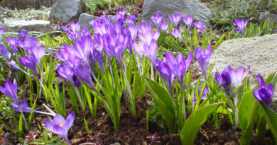 Krokosi ali žafrani so zgodaj cvetoče čebulice
