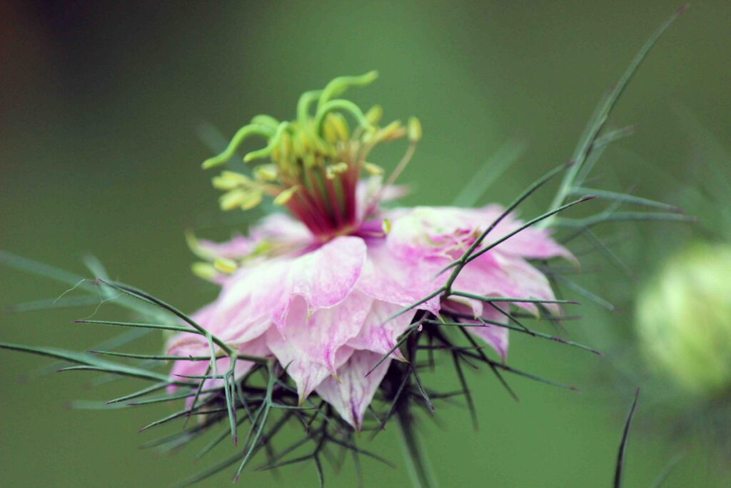 Kumina, črna ali vrtna črnika (Nigella damascena)