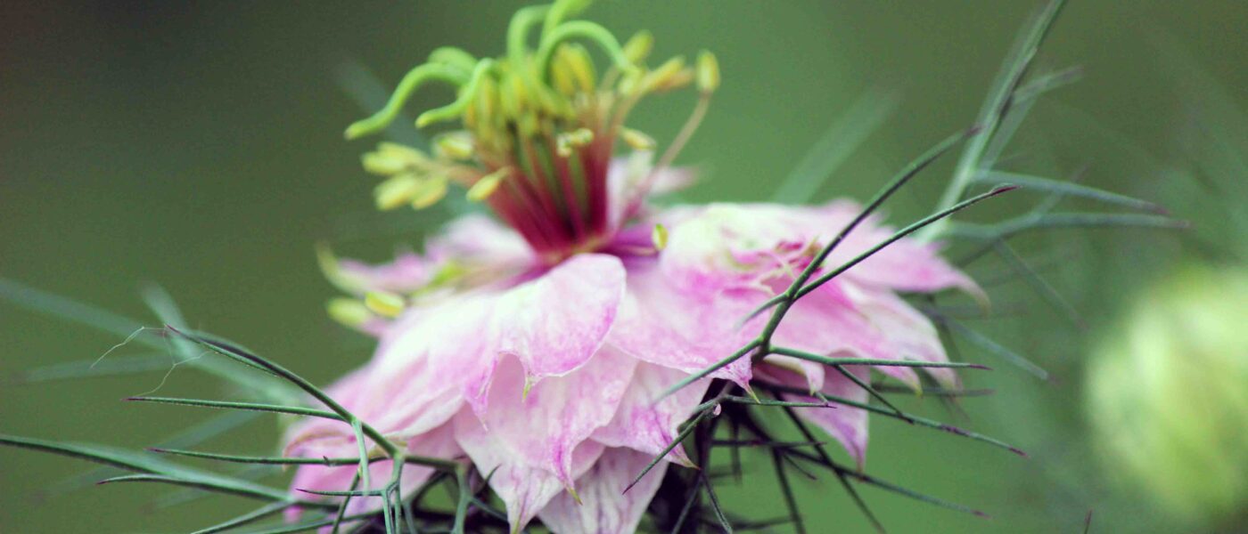 Kumina, črna ali vrtna črnika (Nigella damascena)