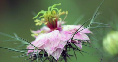 Kumina, črna ali vrtna črnika (Nigella damascena)