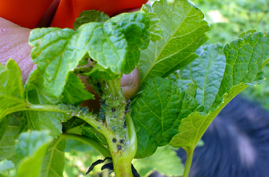 Listne uši na krompirju