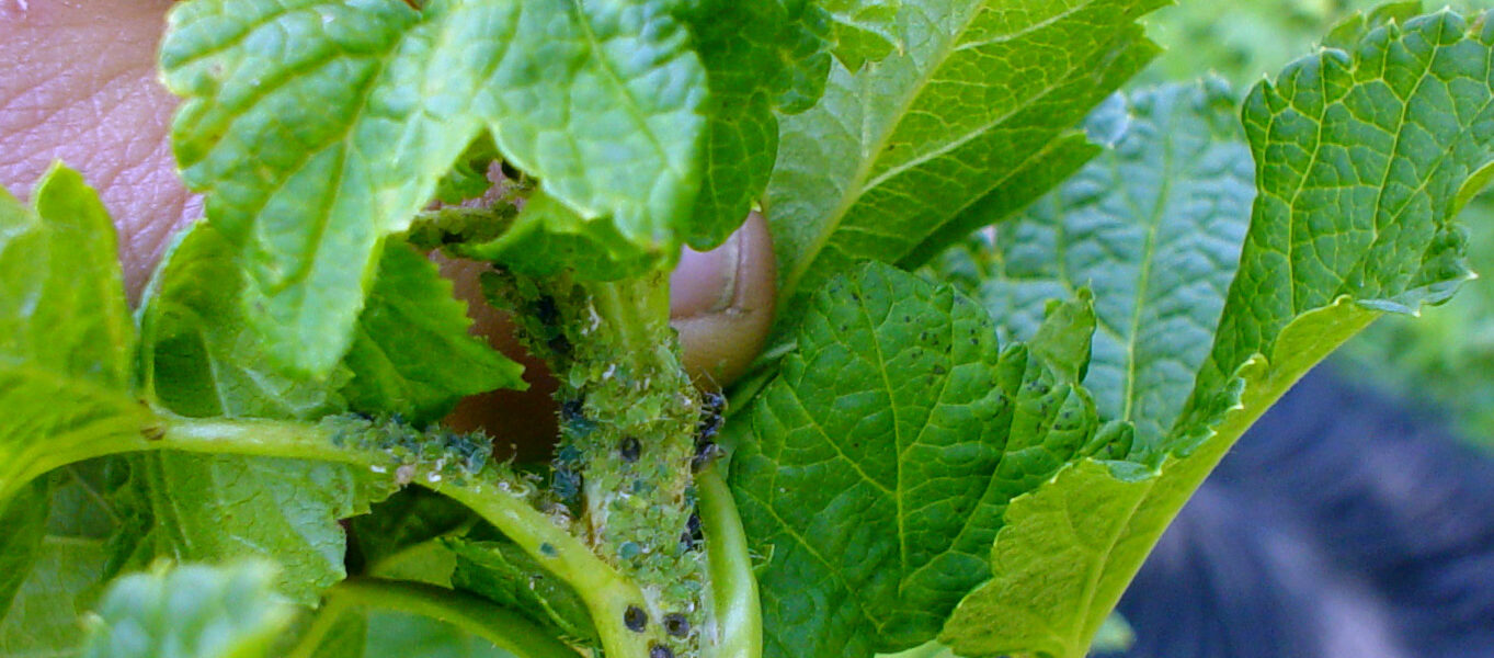 Listne uši na krompirju