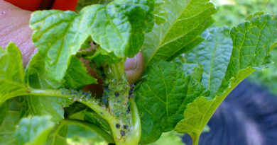 Listne uši na krompirju