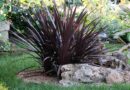 Novozelandski lan (Phormium tenax)
