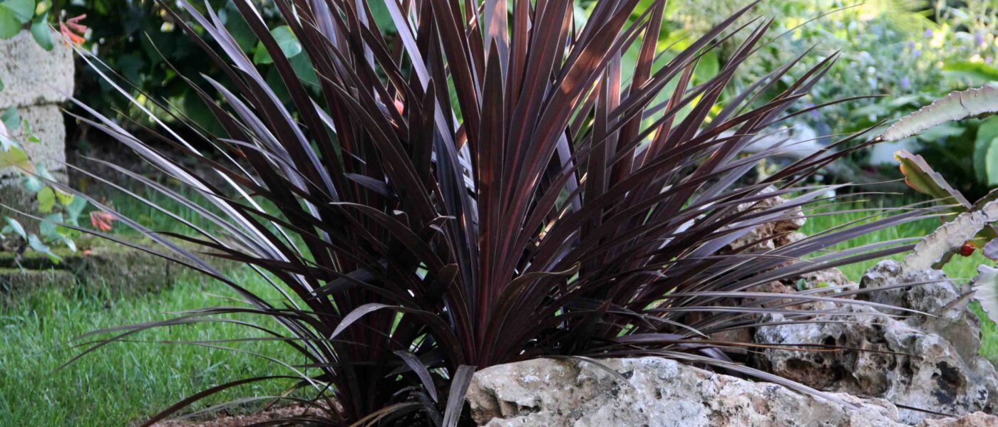 Novozelandski lan (Phormium tenax)