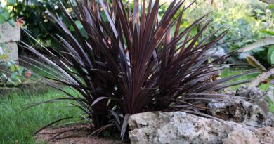 Novozelandski lan (Phormium tenax)