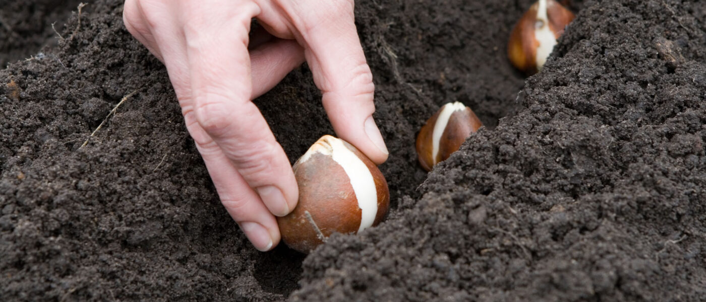 Okrasne čebulice lahko sadimo v pripravljeno gredo za sajenje ali direktno v površino tal