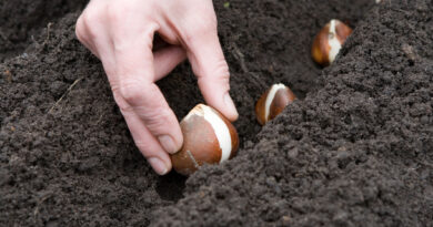 Okrasne čebulice lahko sadimo v pripravljeno gredo za sajenje ali direktno v površino tal