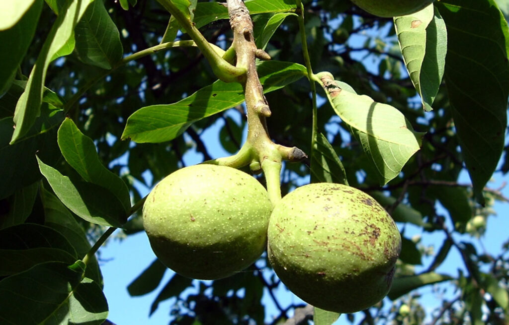 Plodovi oreha na drevesu