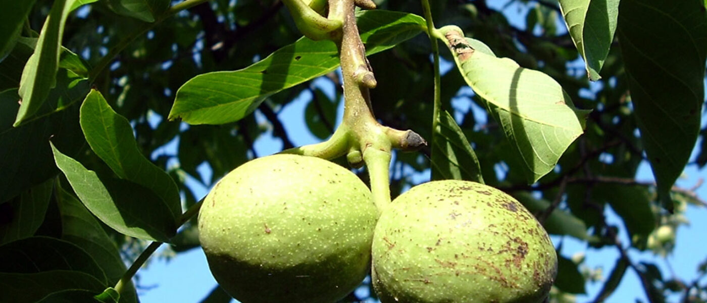 Plodovi oreha na drevesu