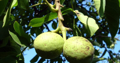 Plodovi oreha na drevesu