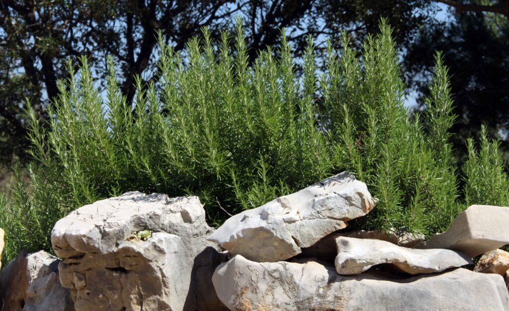 Rožmarin je zelo aromatićna rastlina, značilna za mediteranske vrtove