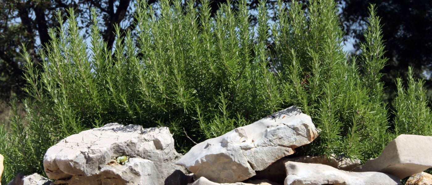 Rožmarin je zelo aromatićna rastlina, značilna za mediteranske vrtove