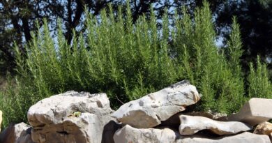 Rožmarin je zelo aromatićna rastlina, značilna za mediteranske vrtove