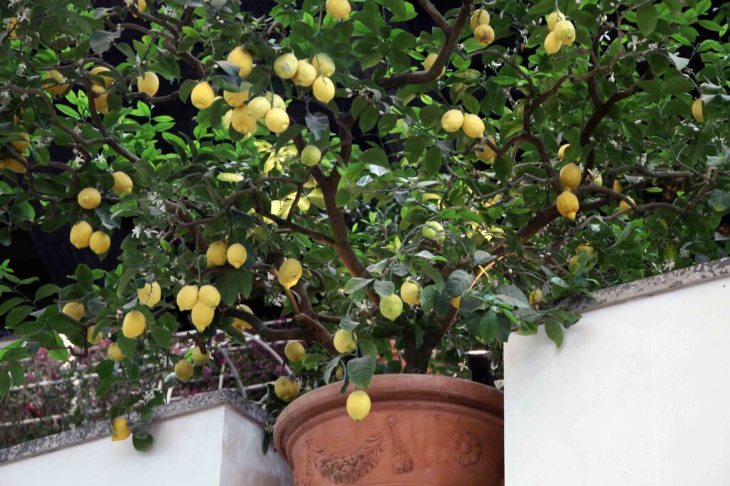 S krajšanjem predolgih poganjkov na limoni, pospešimo razrast stranskih poganjkov in tako zgostimo krošnjo.