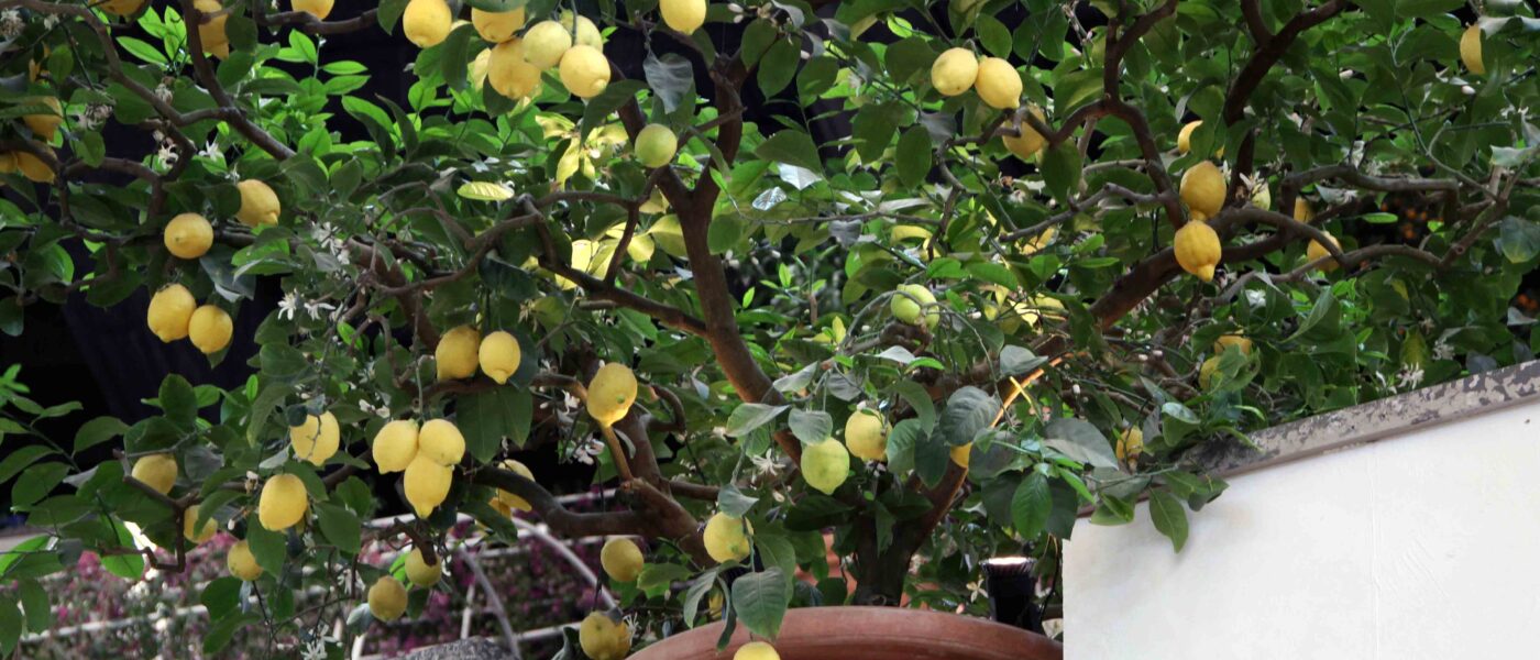 S krajšanjem predolgih poganjkov na limoni, pospešimo razrast stranskih poganjkov in tako zgostimo krošnjo.