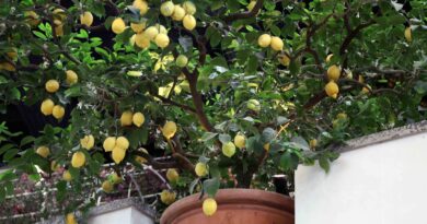 S krajšanjem predolgih poganjkov na limoni, pospešimo razrast stranskih poganjkov in tako zgostimo krošnjo.