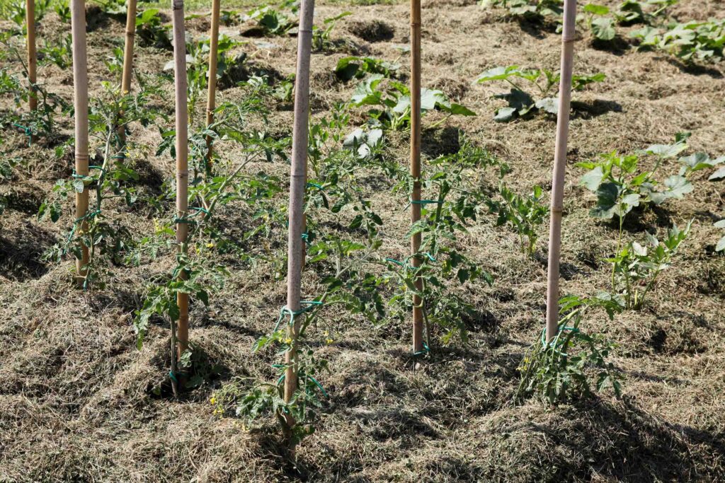 Prekrivanje grede z paradižniki, pomembno pripomore pri ohranjanju vlage v tleh