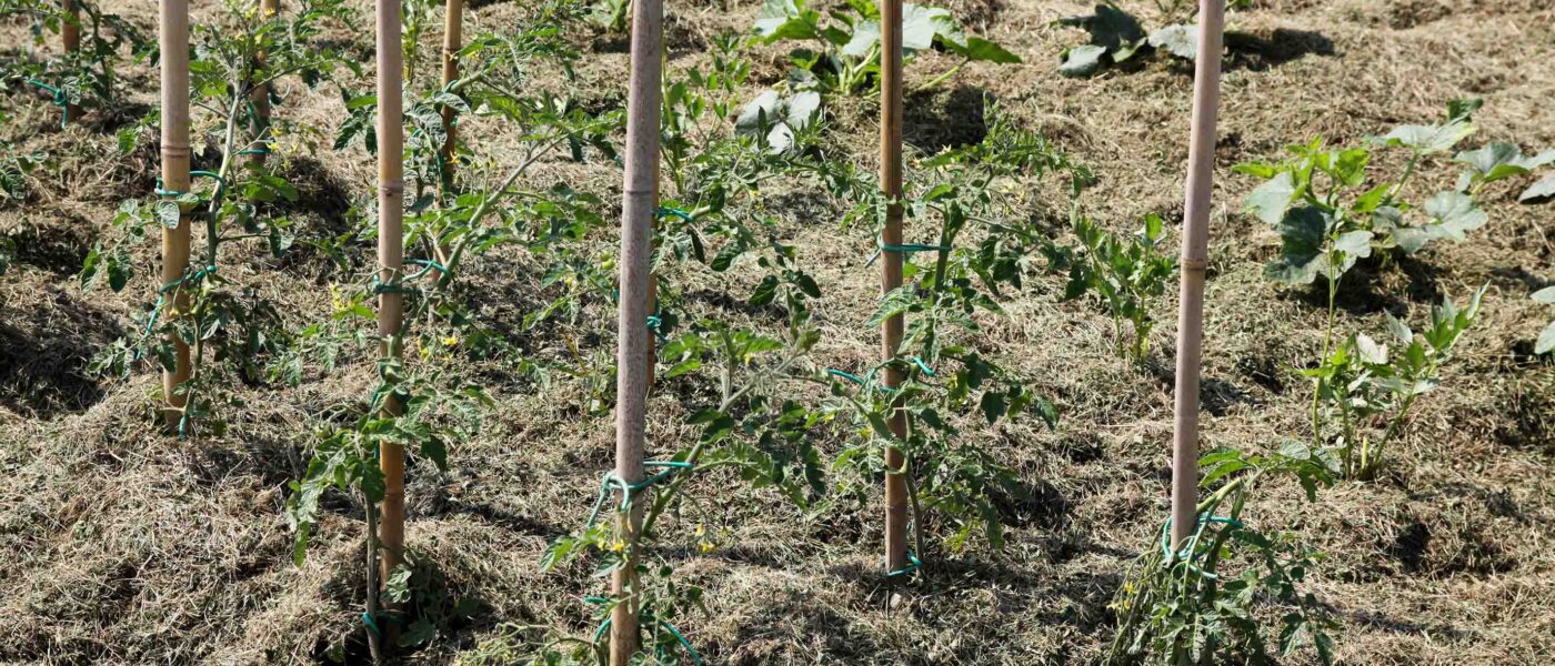 Prekrivanje grede z paradižniki, pomembno pripomore pri ohranjanju vlage v tleh