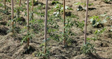 Prekrivanje grede z paradižniki, pomembno pripomore pri ohranjanju vlage v tleh