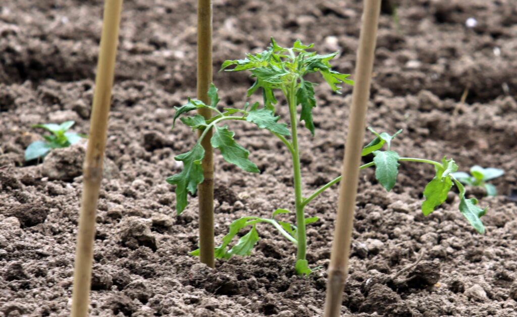 Posajena sadika paradižnika