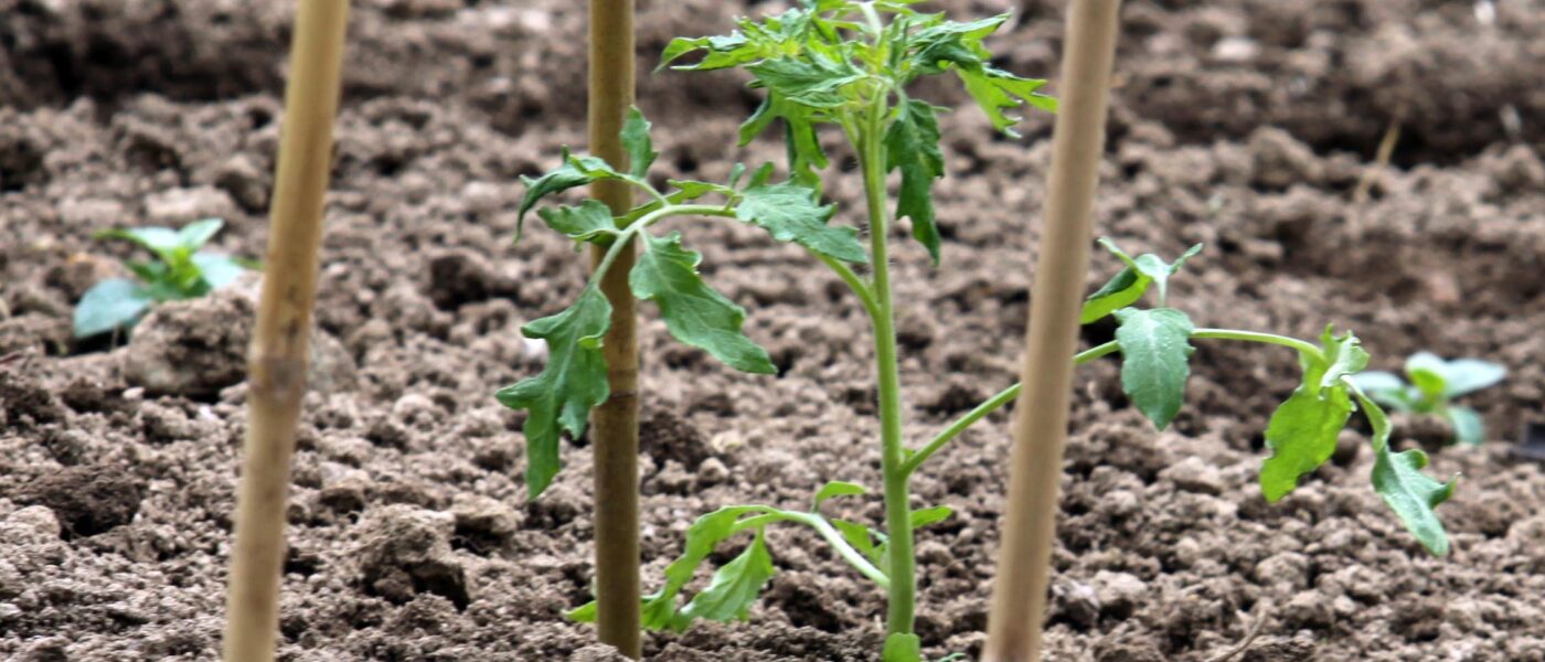 Posajena sadika paradižnika
